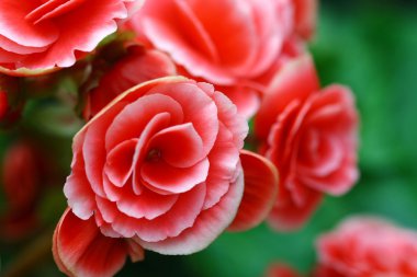 pembe peri gül bahçesinde kapatın