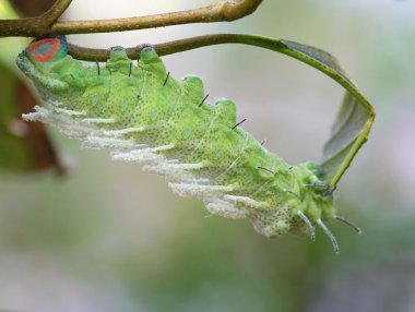 Kelebek solucan ağaç üzerinde kapatın