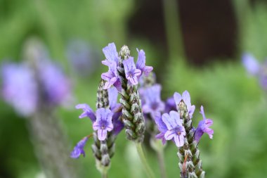 Makro mor çimen çiçek kadar kapatın