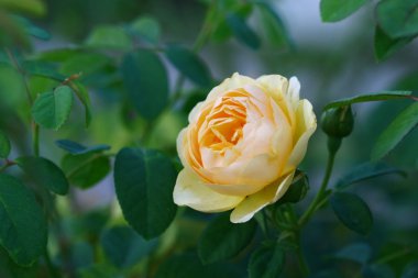 Gül bahçesinde kapatın