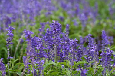 Makro mor çimen çiçek kadar kapatın