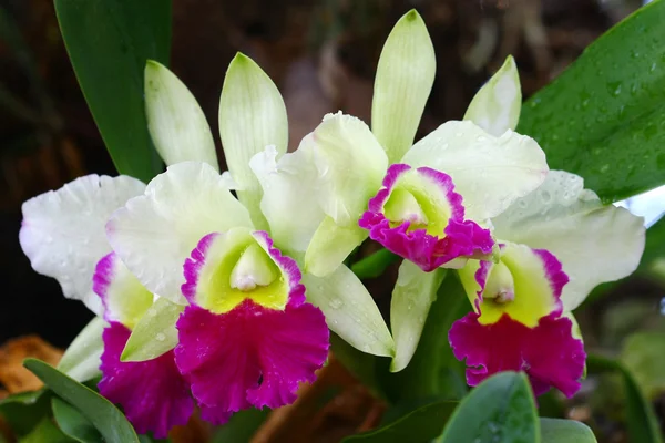 Закрыть орхидею в саду, красочный цветок — стоковое фото