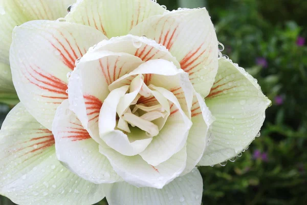 Close-up orchidee in Tuin, kleurrijke bloem — Stockfoto