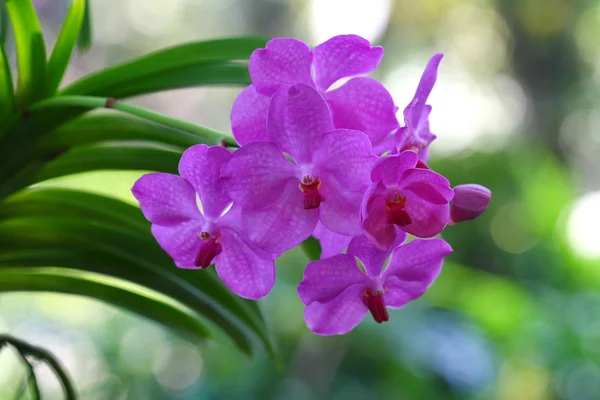 Close up orchid in garden, colorful flower — Stock Photo, Image