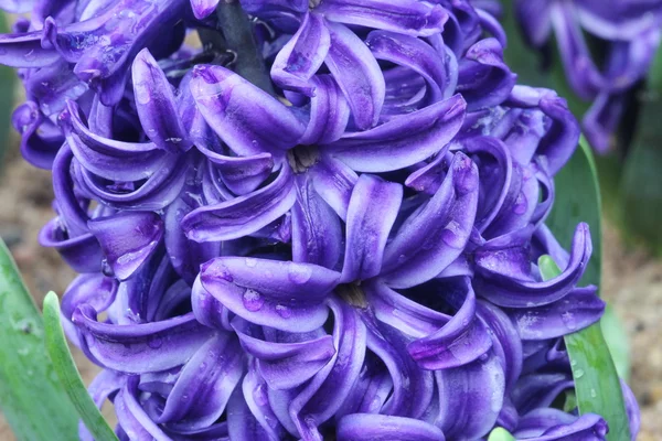 Makro fialový květ, květ hyacintu — Stock fotografie