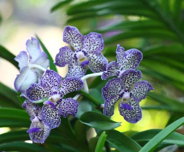 Cerca de la orquídea en el jardín, flor colorida — Foto de Stock