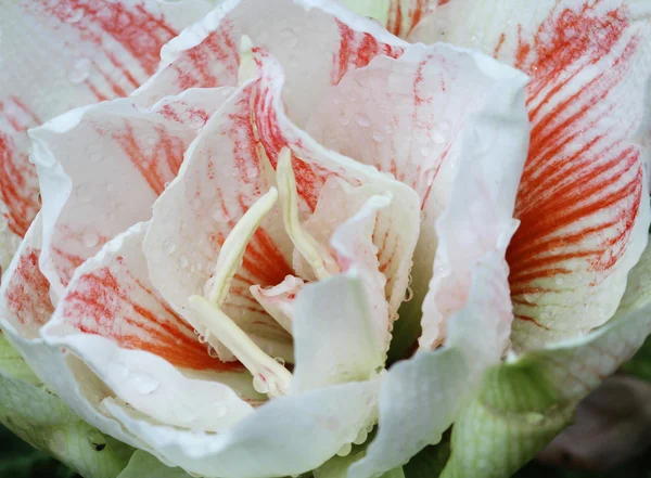 Orkide Bahçe, renkli çiçek kadar kapatın — Stok fotoğraf