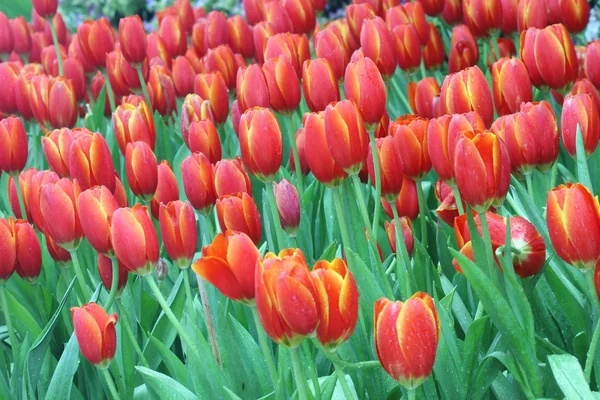 Nahaufnahme orangefarbener Tulpen im Feld — Stockfoto