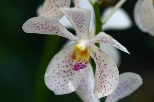 Zblízka orchidej v květinové zahradě, barevné — Stock fotografie