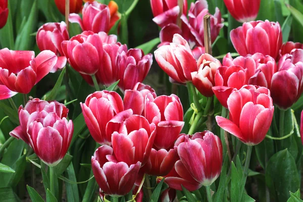 Fechar tulipas laranja no campo — Fotografia de Stock