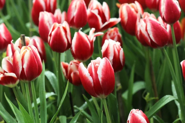 Close up orange tulipaner i marken - Stock-foto