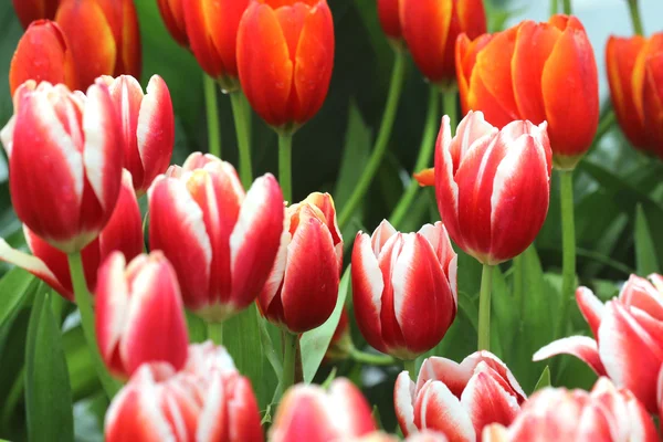 Detailní záběr oranžové tulipány v poli — Stock fotografie