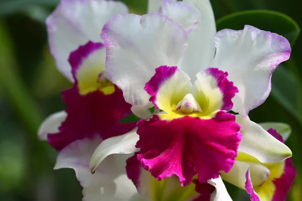 Закрыть орхидею в саду, красочный цветок — стоковое фото