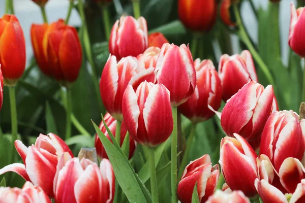 Nahaufnahme orangefarbener Tulpen im Feld — Stockfoto