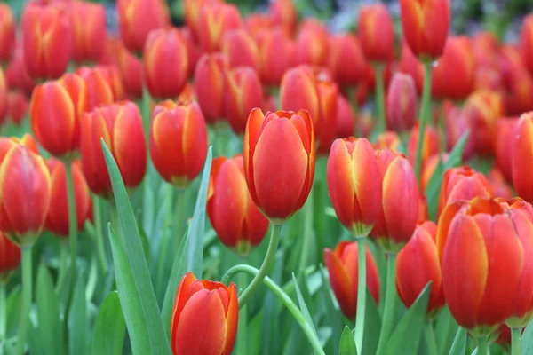 Detailní záběr oranžové tulipány v poli — Stock fotografie