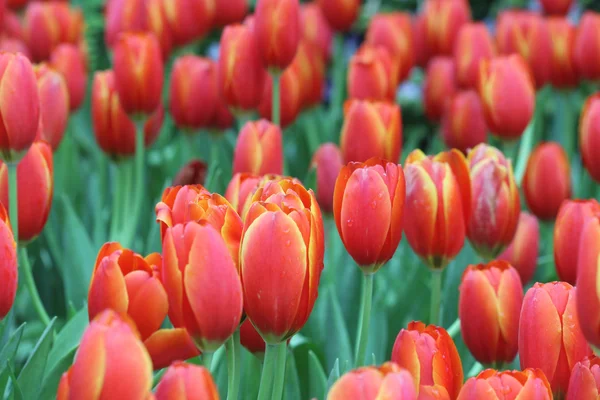 Detailní záběr oranžové tulipány v poli — Stock fotografie