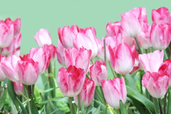 Detailní záběr oranžové tulipány v poli — Stock fotografie