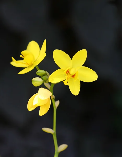 Orchidea w ogrodzie, kolorowy kwiat z bliska — Zdjęcie stockowe