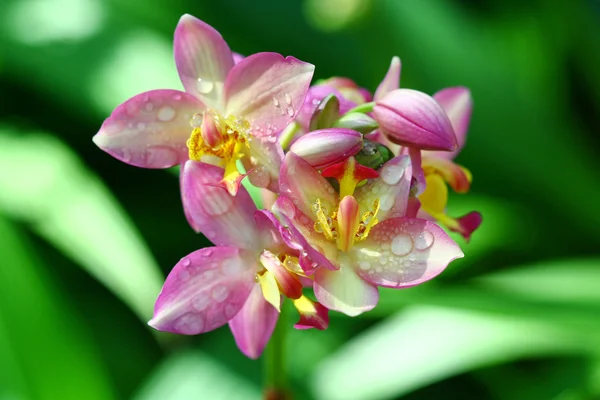 Orkide Bahçe, renkli çiçek kadar kapatın — Stok fotoğraf