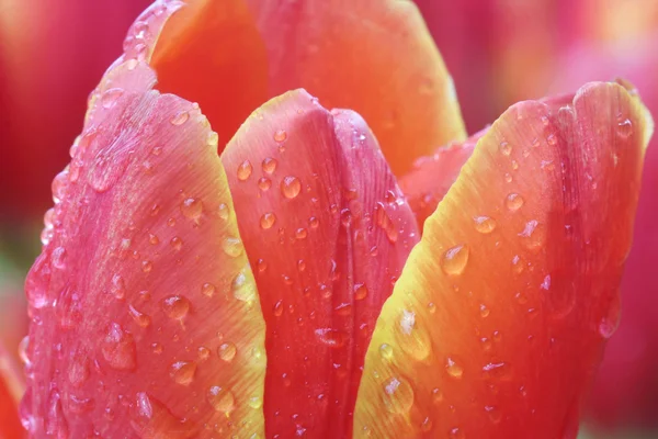 Close up orange tulips in field — Stock Photo, Image