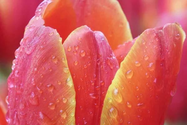 Nahaufnahme orangefarbener Tulpen im Feld — Stockfoto