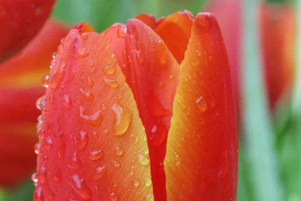 Stäng upp orangea tulpaner i fältet — Stockfoto
