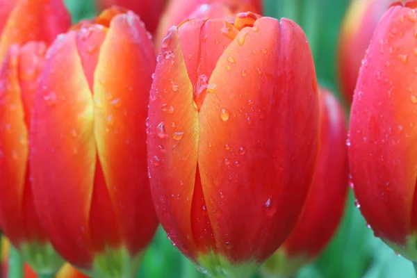 Detailní záběr oranžové tulipány v poli — Stock fotografie