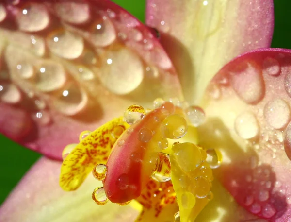 Fechar acima do orchid no jardim, flor colorida — Fotografia de Stock