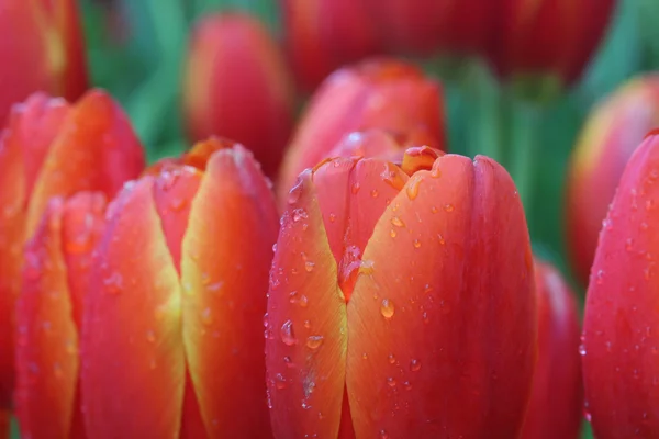 Detailní záběr oranžové tulipány v poli — Stock fotografie