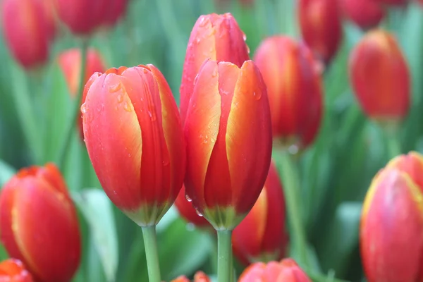 Pomarańczowe tulipany w pole z bliska — Zdjęcie stockowe