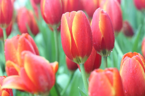 Detailní záběr oranžové tulipány v poli — Stock fotografie