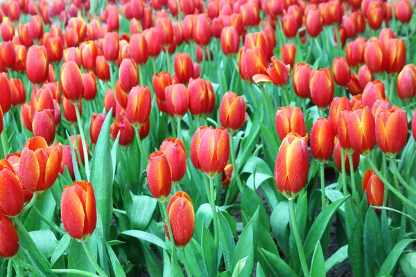 Detailní záběr oranžové tulipány v poli — Stock fotografie