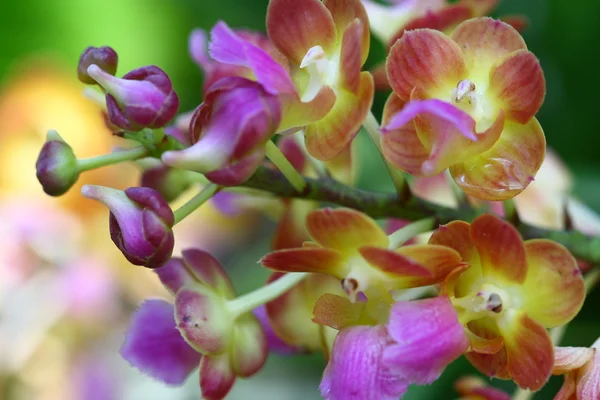 Cerca de la orquídea en el jardín, flor colorida — Foto de Stock