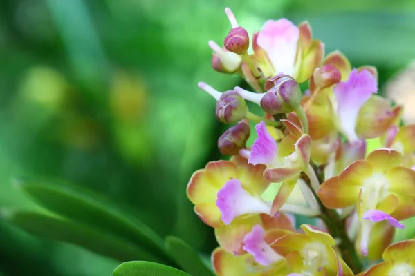 Cerca de la orquídea en el jardín, flor colorida —  Fotos de Stock