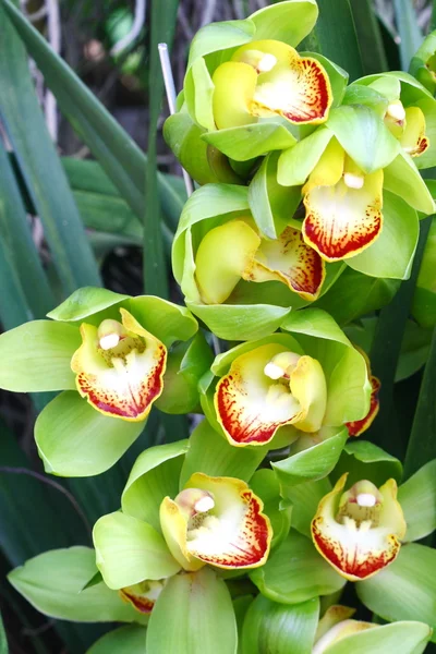 Close up orchid in garden, colorful flower — Stock Photo, Image