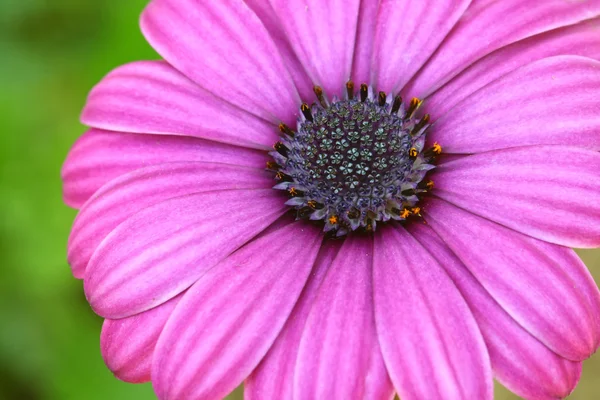 Abeja polinizada sobre flor profunda del cosmos púrpura —  Fotos de Stock