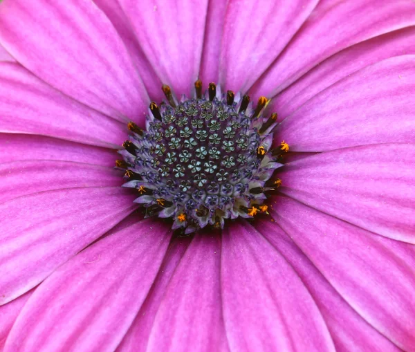 蜜蜂授粉深紫色宇宙花上 — 图库照片