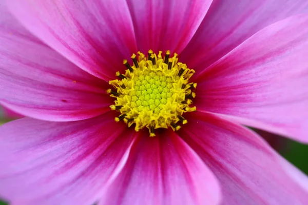 Biene bestäubt auf Deep Purple Kosmos Blume — Stockfoto