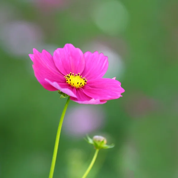 Abeja polinizada sobre flor profunda del cosmos púrpura —  Fotos de Stock