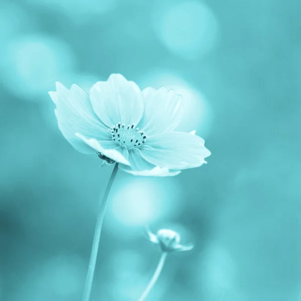 Abelha polinizada em flor de cosmos roxo profundo — Fotografia de Stock