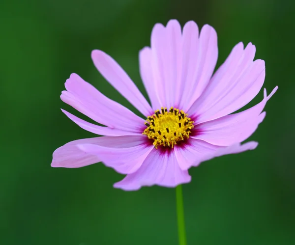 Abeja polinizada sobre flor profunda del cosmos púrpura —  Fotos de Stock