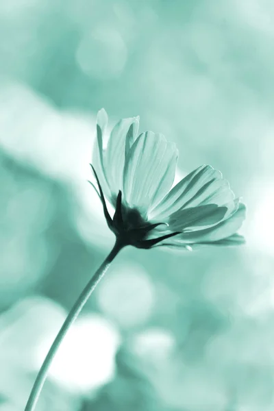 Abelha polinizada em flor de cosmos roxo profundo — Fotografia de Stock