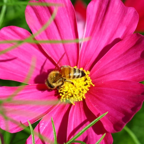 Bee op diep paarse kosmos bloem bestoven — Stockfoto