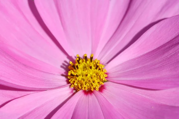 Abeja polinizada sobre flor profunda del cosmos púrpura —  Fotos de Stock