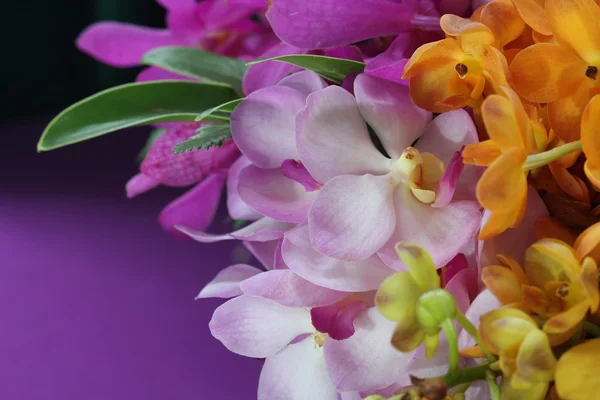 Close up orchid in garden, colorful flower — Stock Photo, Image