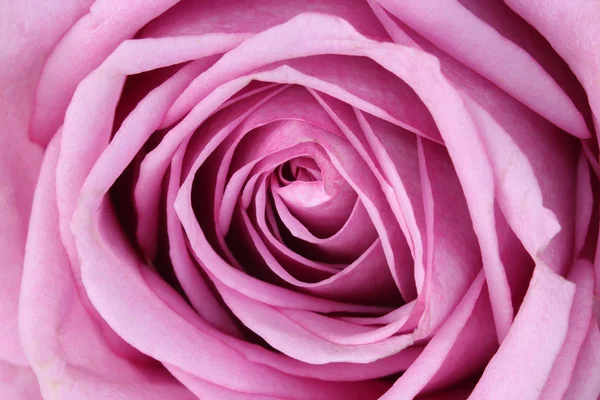 Close up macro purple rose — Stock Photo, Image