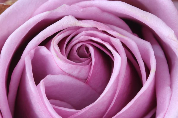Close up macro purple rose — Stock Photo, Image