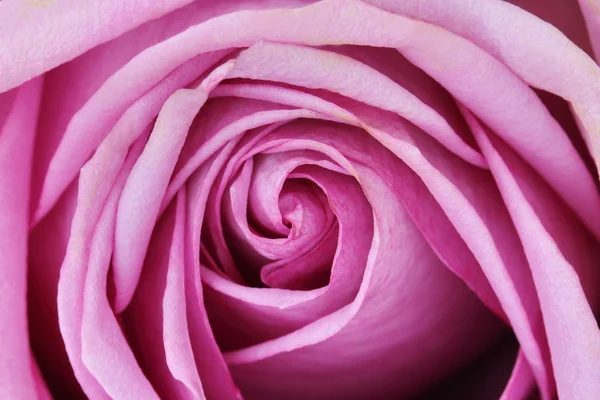 Close up macro purple rose — Stock Photo, Image