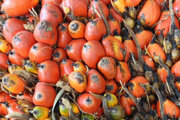 Palm tohum ve ürün kapatın — Stok fotoğraf