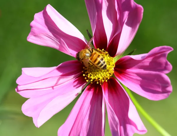 Bee op diep paarse kosmos bloem bestoven — Stockfoto